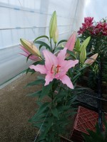 [5319 Catone VWS No02.JPG]